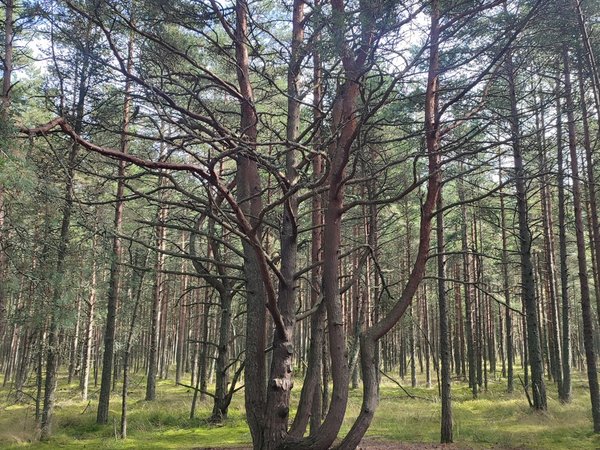 Куршская коса — уголок нетронутой природы - фото 1