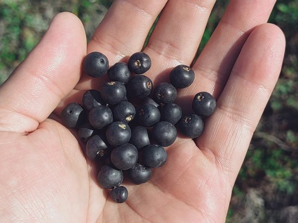 Озеро Толмачёва, Медвежья чаша и купание в источниках - фото 4