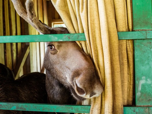 Костромской трип: выходные на Волге с посещением лосиной фермы и дегустацией в Музее сыра - фото 1