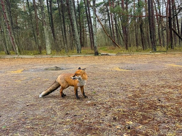 Велопрогулка по Куршской косе с историком - фото 3