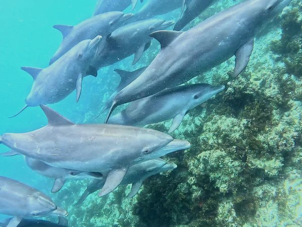 Приключения в Занзибаре: дельфины и кораллы Тумбату - фото 1