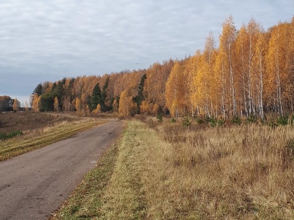 Орловское Полесье: по следам зубров, вятичей и героев Тургенева - фото 4