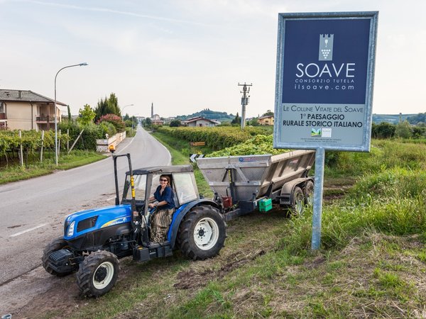 Винная экскурсия: Soave — вино любви - фото 3