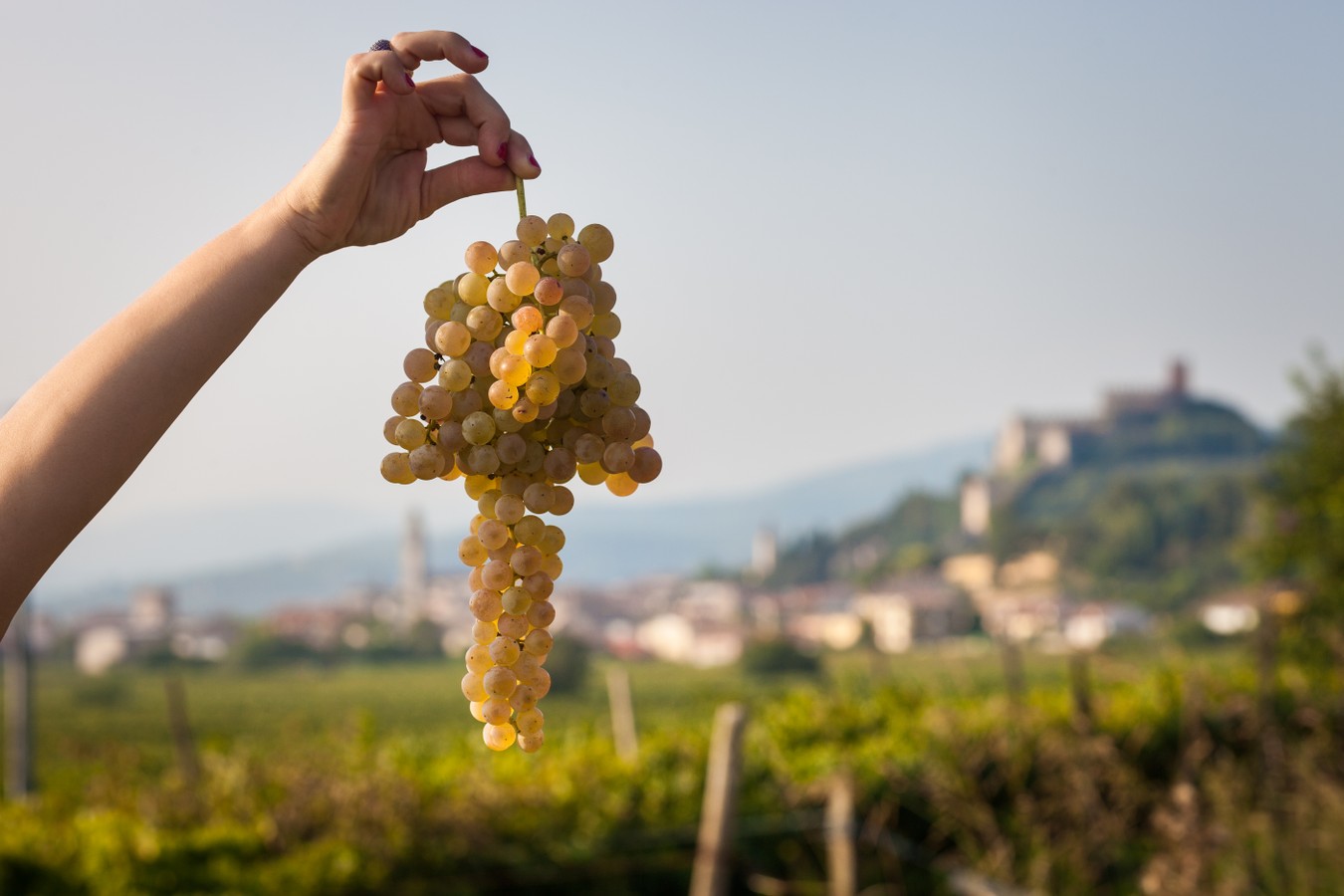 Винная экскурсия: Soave — вино любви