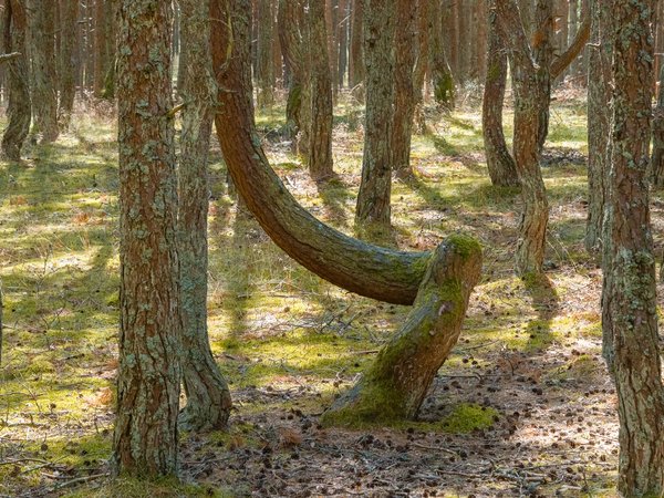 Истории Самбии — на экскурсии из Зеленоградска - фото 3