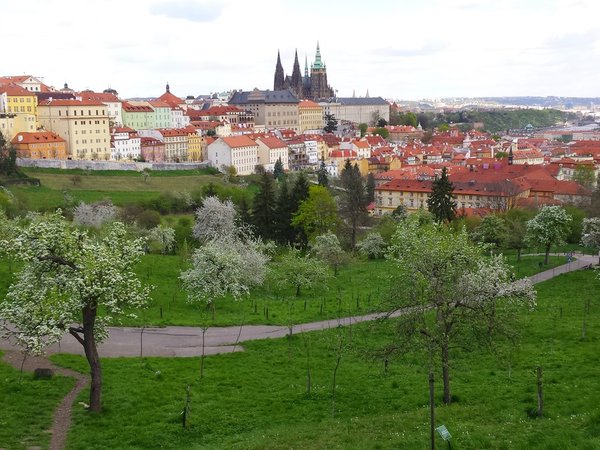 Прага в деталях: классика и скрытые уголки - фото 4
