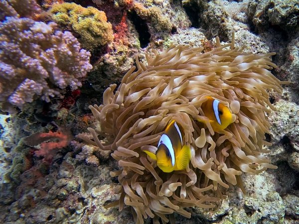 Дайвинг на домашнем рифе, обед из морепродуктов и прогулка по набережной Хургады (всё включено) - фото 3