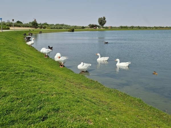 Дубайское озеро Любви - фото 4