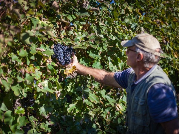 Эногастрономическое путешествие: секреты Amarone - фото 4