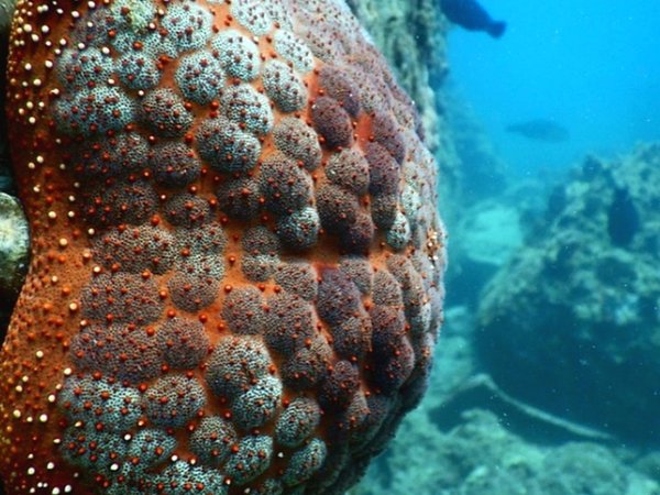 Снорклинг в морском заповеднике острова Мун (из Нячанга) - фото 4