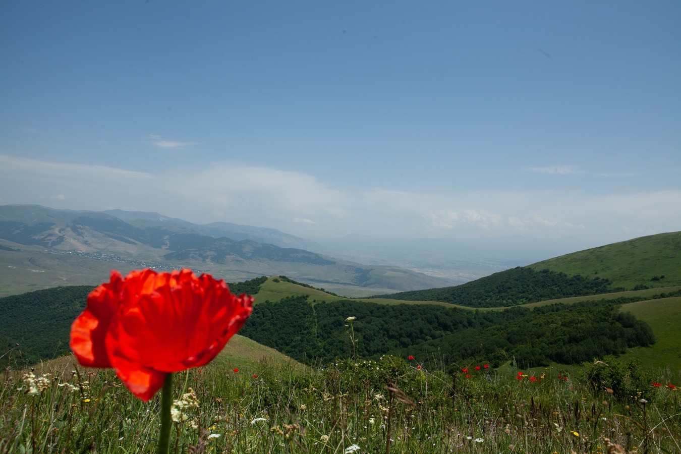 Цветущие горы Самарканда