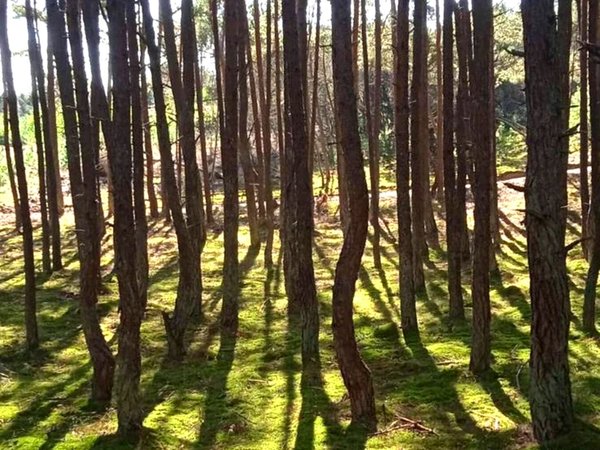 Путешествие на Куршскую косу из Зеленоградска - фото 2