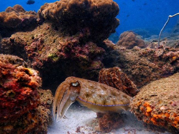Фукуок и его подводный мир: дайвинг с инструктором + обед - фото 3