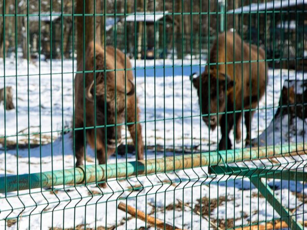 Трансфер из Серпухова в Приокско-Террасный заповедник - фото 4
