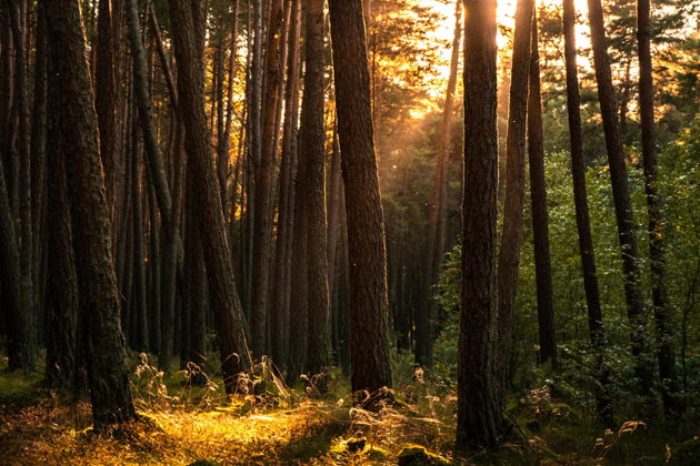 Фото экскурсии - Экскурсия на Куршскую косу с посещением Высоты Эфа и Танцующего леса, а также Зеленоградска с дегустацией - 6