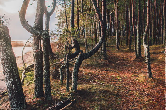 Фото экскурсии - Экскурсия на Куршскую косу с посещением Высоты Эфа и Танцующего леса, а также Зеленоградска с дегустацией - 7