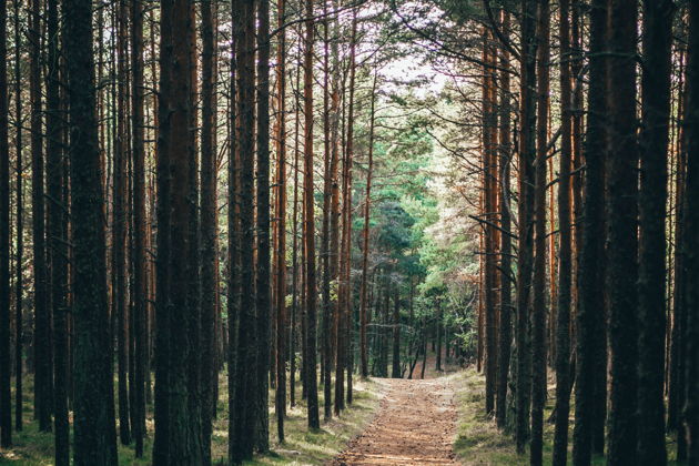 Фото экскурсии - Экскурсия на Куршскую косу с посещением Высоты Эфа и Танцующего леса, а также Зеленоградска с дегустацией - 9