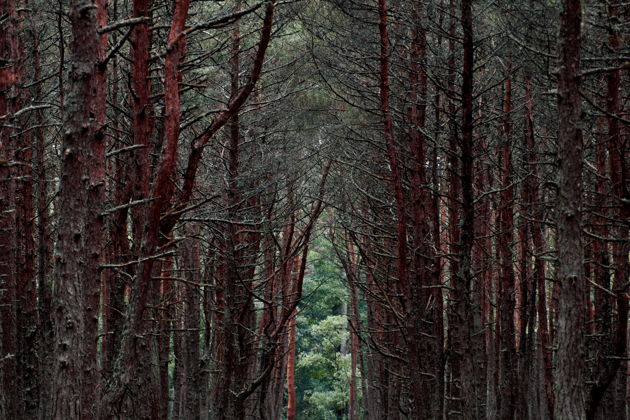 Фото экскурсии - Экскурсия на Куршскую косу с посещением Высоты Эфа и Танцующего леса, а также Зеленоградска с дегустацией - 14