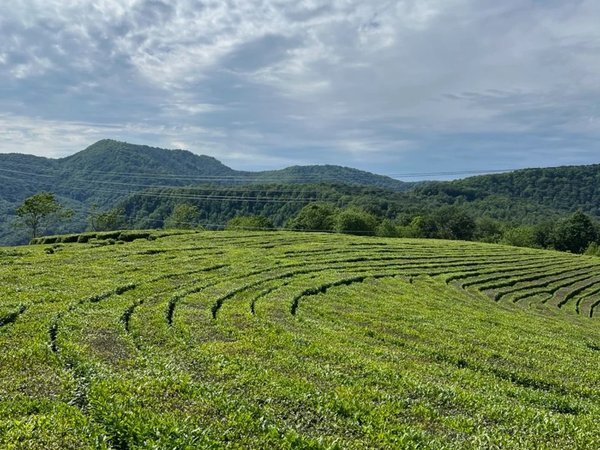 Кругосветка по Сочи: пещера, каньон и чайные плантации - фото 1