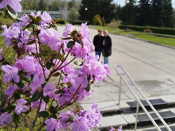 Фотопрогулка по Ботаническому саду Академгородка - фото 2