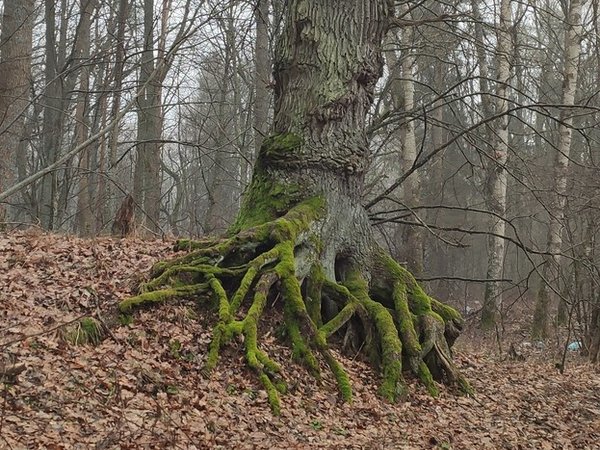 В царство дюн, моря и птиц на Куршской косе — из Калининграда - фото 3