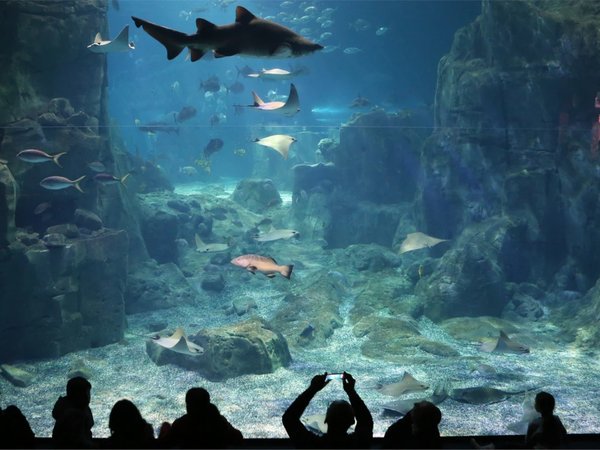 В гости к акулам и скатам: поездка в Istanbul Aquarium (трансфер и билеты включены) - фото 2