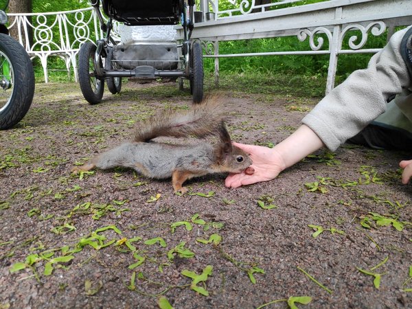 Царскосельские детки в Александровском парке в Пушкине - фото 3