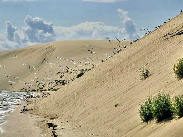 Куршская коса, Зеленоградск и Пионерский: нестандартная экскурсия - фото 4