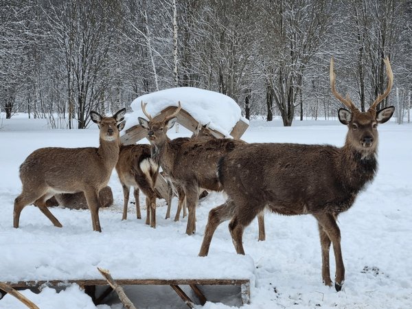 Оленья ферма в Чередовском заповеднике под Волоколамском - фото 4