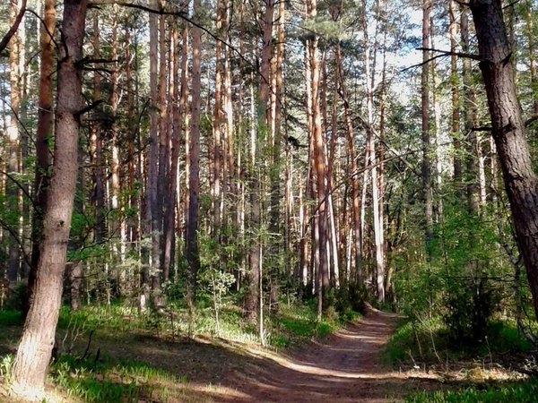 Добро пожаловать в Солотчу! Автопутешествие из Рязани - фото 4