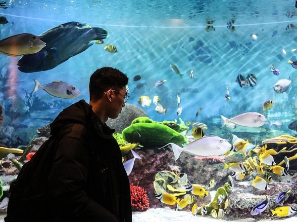 Билет в аквариум SEA LIFE COEX в Сеуле + прогулка по району Каннам с аудиогидом - фото 2