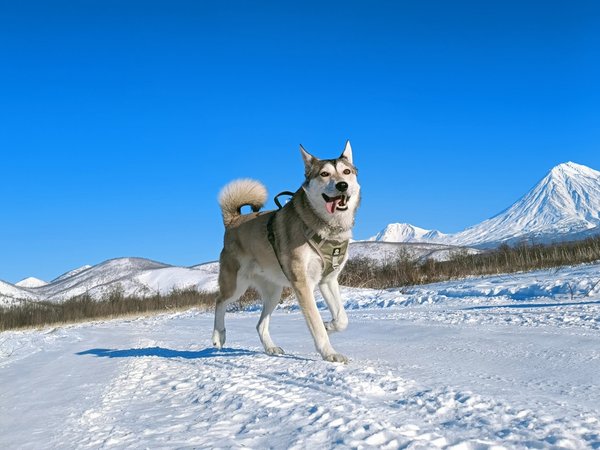 Тайны зимней Камчатки