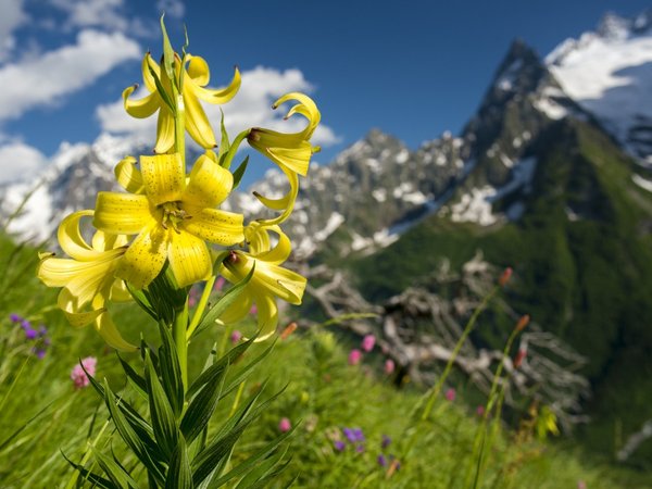 Насыщенное путешествие на Домбай в индивидуальном формате - фото 4