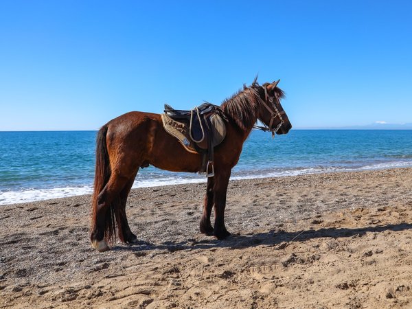 Конные прогулки в лесу или у моря в Анталье