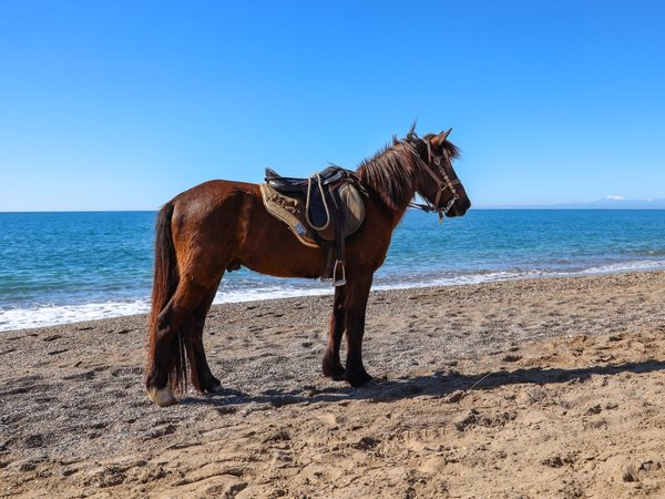 Конные прогулки в лесу или у моря в Анталье - фото 1