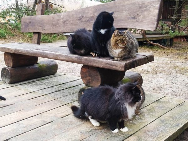 Знаковые места Куршской косы из Зеленоградска - фото 2