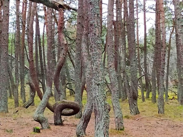 Знаковые места Куршской косы из Зеленоградска - фото 4