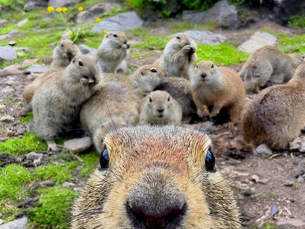 Где Эльбрус целует облака: из Нальчика к Джилы-Су - фото 2