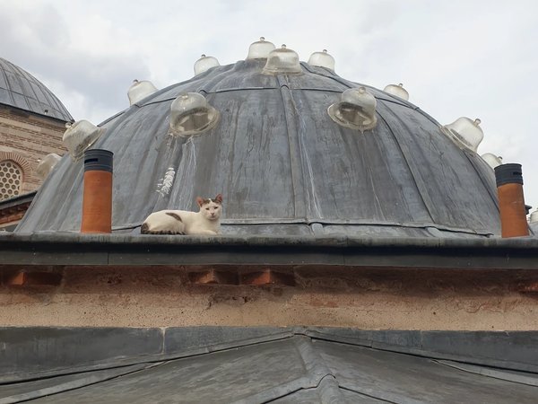 Стамбул настоящий — в Фатихе - фото 3