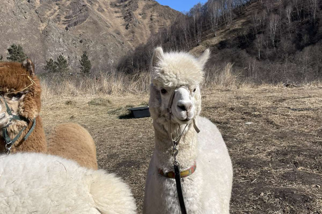 Фото - экскурсия: Урочище Джилы-Су - край водопадов и рождающихся легенд