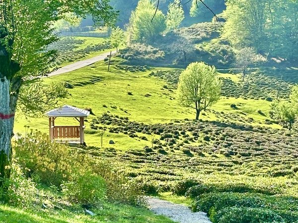 Что скрывает Хоста? Треккинг по каньону, пещере и чайным плантациям - фото 1
