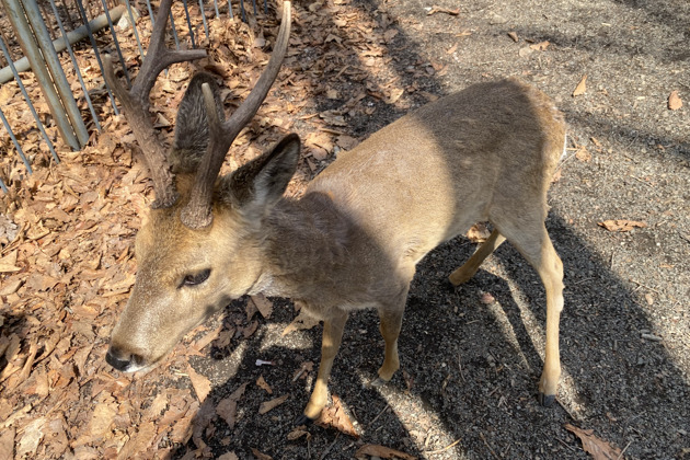 Фото - экскурсия: Экскурсия в Приморский Сафари-парк Шкотовского района