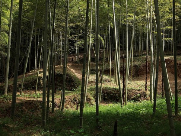 Киото для бодрых людей: подъём к Фусими-Инари и замок Нидзё - фото 4
