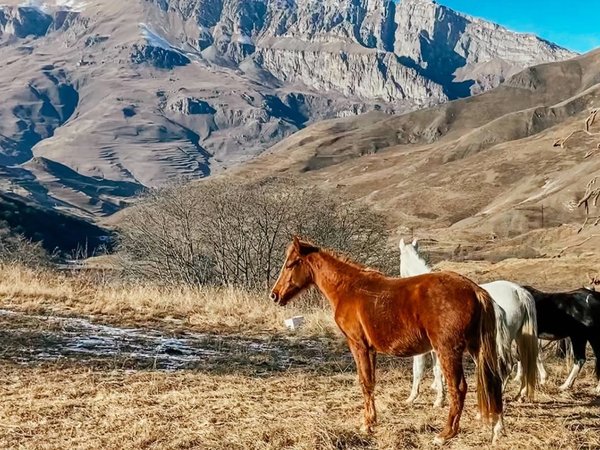 Загадка Северной Осетии – Дигория! - фото 2