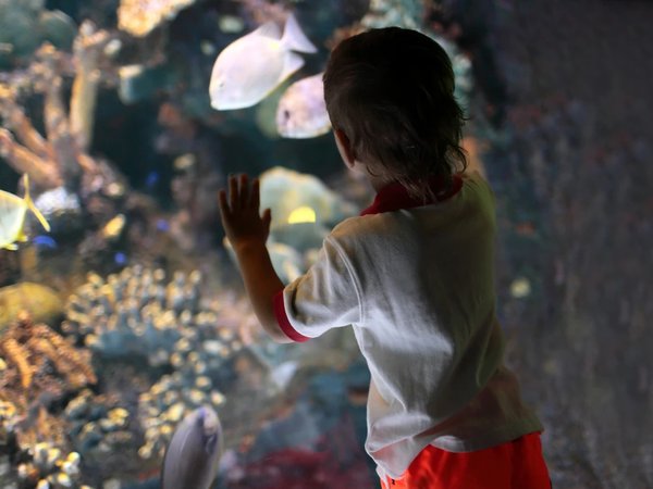Трансфер в Antalya Aquarium (входные билеты включены) - фото 4