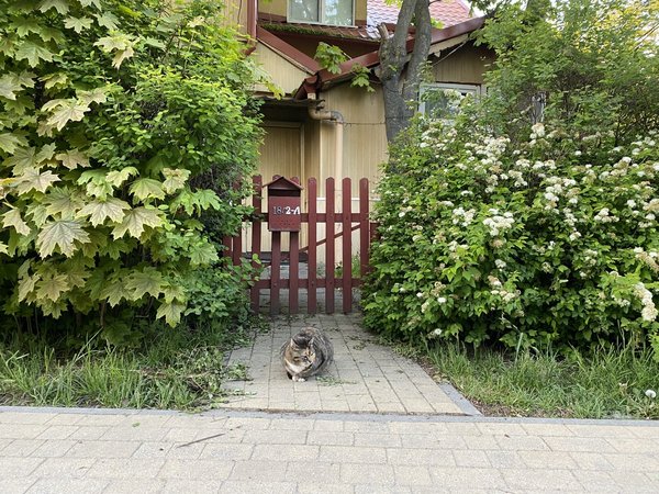 Столица кошек — Зеленоградск - фото 4