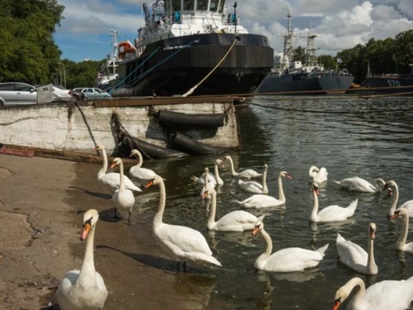 Отпуск в Калининграде и Светлогорске с экскурсиями на выбор - фото 4
