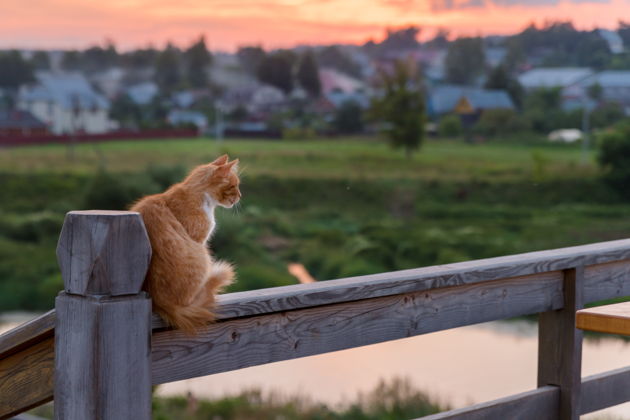 Фото экскурсии - Прогуляйтесь по Боровску нехожеными тропами - 8