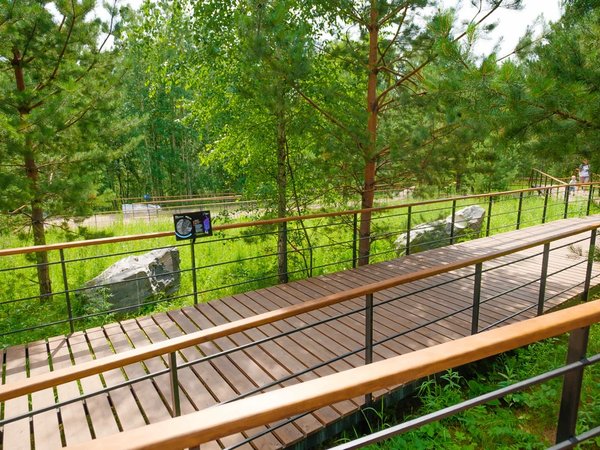 Синрин-йоку в красноярском экопарке «Гремячая грива» - фото 3