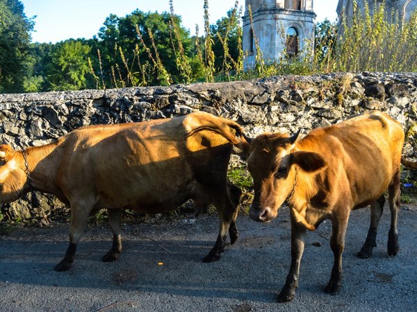 Малоизведанная грузинская Швейцария с выездом из Кутаиси: горная Рача только для вас - фото 3